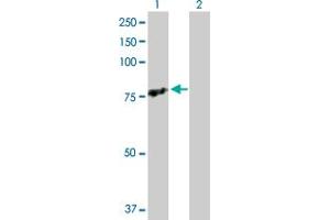 Western Blot analysis of TRAF3IP2 expression in transfected 293T cell line by TRAF3IP2 MaxPab polyclonal antibody. (TRAF3IP2 antibody  (AA 1-565))