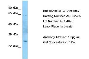 Western Blotting (WB) image for anti-Mitochondrial GTPase 1 Homolog (MTG1) (N-Term) antibody (ABIN2789099) (MTG1 antibody  (N-Term))