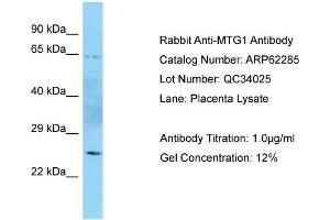 Western Blotting (WB) image for anti-Mitochondrial GTPase 1 Homolog (MTG1) (N-Term) antibody (ABIN2789099)