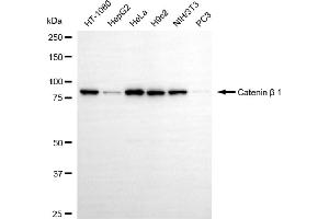 Western blotting analysis using catenin beta 1 antibody (ABIN7797928). (CTNNB1 antibody)