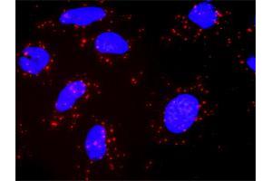 Proximity Ligation Analysis of protein-protein interactions between KIT and PIK3CG. (PIK3 gamma antibody  (AA 1-100))