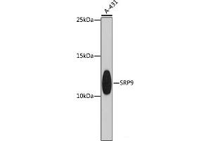 Western blot analysis of extracts of A-431 cells using SRP9 Polyclonal Antibody at dilution of 1:1000.
