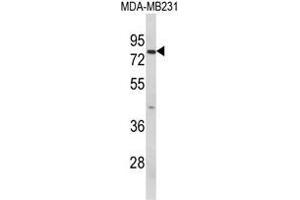 Western blot analysis of RANBP9 Antibody (Center) in MDA-MB231 cell line lysates (35ug/lane). (Importin 9 antibody  (Middle Region))