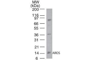 Image no. 1 for anti-Ribosomal Protein S19 Binding Protein 1 (RPS19BP1) (AA 1-50) antibody (ABIN960330) (RPS19BP1 antibody  (AA 1-50))