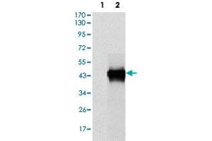 Western blot analysis using SERPINE1 monoclonal antobody, clone 1D5  against HEK293 (1) and SERPINE1 (AA: 194-316)-hIgGFc transfected HEK293 (2) cell lysate. (PAI1 antibody)