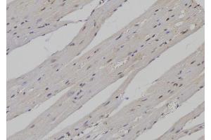 ABIN6276907 at 1/100 staining Mouse heart tissue by IHC-P.