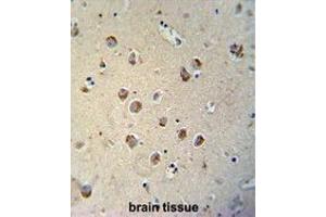 TECTB antibody (N-term) immunohistochemistry analysis in formalin fixed and paraffin embedded human brain tissue followed by peroxidase conjugation of the secondary antibody and DAB staining. (TECTB antibody  (N-Term))