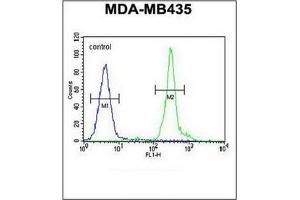 Flow cytometric analysis of MDA-MB435 cells using GFRAL Antibody (C-term) Cat. (GFRAL antibody  (C-Term))