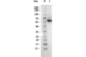 Western Blot of Mouse antibody for the detection of conjugated proteins Monoclonal Antibody Peroxidase Conjugated. (DYKDDDDK Tag antibody  (HRP))