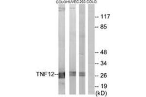 Western blot analysis of extracts from COLO205 cells/HuvEc cells/293 cells, using TNF12 Antibody.