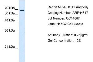 Western Blotting (WB) image for anti-Ras Homolog Gene Family, Member T1 (RHOT1) (N-Term) antibody (ABIN2782020) (RHOT1 antibody  (N-Term))