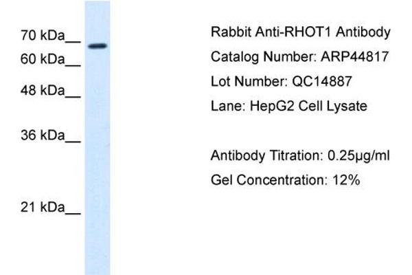 RHOT1 anticorps  (N-Term)
