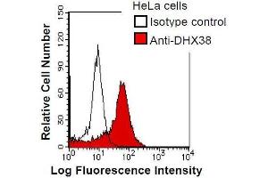 HeLa cells were fixed in 2% paraformaldehyde/PBS and then permeabilized in 90% methanol. (DHX38 antibody)
