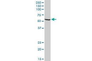 WARS MaxPab rabbit polyclonal antibody. (WARS antibody  (AA 1-471))