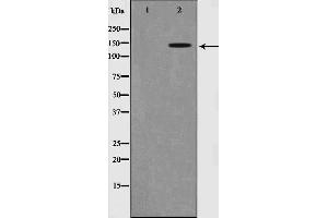 Western blot analysis of Trk B phosphorylation expression in NIH-3T3 whole cell lysates,The lane on the left is treated with the antigen-specific peptide. (TRKB antibody  (pTyr516))