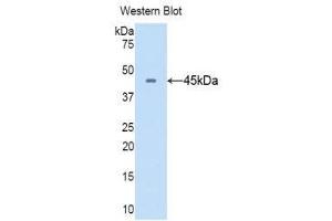 Western Blotting (WB) image for anti-CD40 Ligand (CD40LG) (AA 105-260) antibody (ABIN3209269) (CD40 Ligand antibody  (AA 105-260))