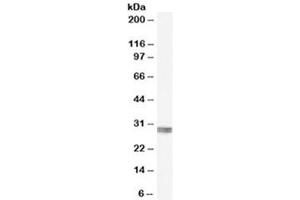 Western blot testing of human kidney lysate with CLIC4 antibody at 0. (CLIC4 antibody)