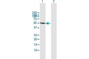 Western Blot analysis of SH2D2A expression in transfected 293T cell line by SH2D2A MaxPab polyclonal antibody. (SH2D2A antibody  (AA 1-389))