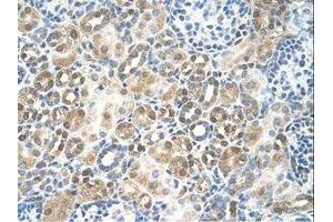 Image no. 1 for anti-Replication Factor C (Activator 1) 5, 36.5kDa (RFC5) (N-Term) antibody (ABIN6738219) (RFC5 antibody  (N-Term))