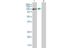 Western Blot analysis of RAB11FIP5 expression in transfected 293T cell line by RAB11FIP5 MaxPab polyclonal antibody. (RAB11FIP5 antibody  (AA 1-652))