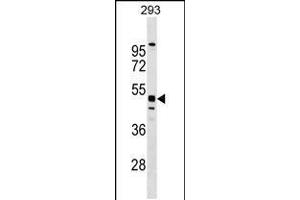 Western blot analysis in 293 cell line lysates (35ug/lane). (MTL5 antibody  (C-Term))