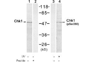 Image no. 1 for anti-Checkpoint Kinase 1 (CHEK1) (pSer280) antibody (ABIN401536) (CHEK1 antibody  (pSer280))