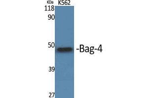 Western Blot (WB) analysis of specific cells using Bag-4 Polyclonal Antibody. (BAG4 antibody  (C-Term))