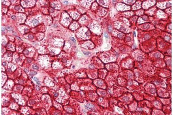 NUMB antibody  (AA 1-50)