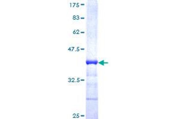 NRD1 Protein (AA 1058-1156) (GST tag)