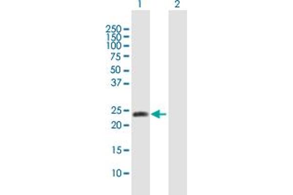 METTL11A antibody  (AA 1-223)