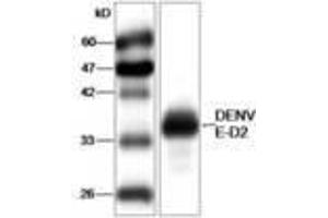 Image no. 1 for anti-Dengue Virus Type 2 (DENV2) (AA 52-280) antibody (ABIN791585)