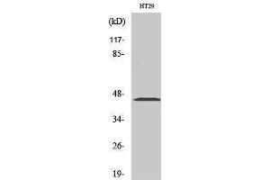 Western Blotting (WB) image for anti-Mitogen-Activated Protein Kinase Kinase 1/2 (MAP2K1/2) (Ser112) antibody (ABIN3185524) (MEK1/2 antibody  (Ser112))