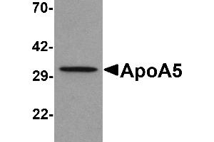 Western blot analysis of ApoA5 in human liver tissue lysate with ApoA5 antibody at 1 µg/mL . (APOA5 antibody  (C-Term))