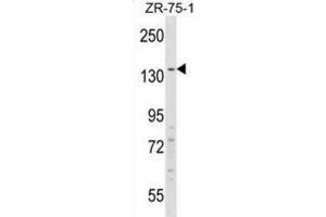 Western Blotting (WB) image for anti-Regulatory Factor X, 1 (Influences HLA Class II Expression) (RFX1) antibody (ABIN2998977) (RFX1 antibody)
