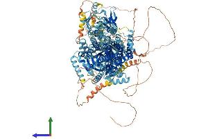 AlphaFold protein structure predicition of Mouse Recombinant Atp10d Protein, UniprotID Q8K2X1 (ATP10D Protein (AA 1-1416) (His tag))