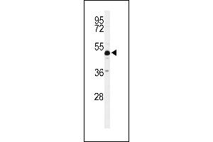 Western blot analysis of ANKH Antibody (C-term) (ABIN653697 and ABIN2843016) in mouse cerebellum tissue lysates (35 μg/lane). (ANKH antibody  (C-Term))