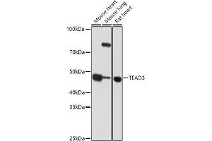 Western blot analysis of extracts of various cell lines, using TE antibody (ABIN6128816, ABIN6148986, ABIN6148987 and ABIN6223335) at 1:1000 dilution. (TEAD3 antibody  (AA 130-330))