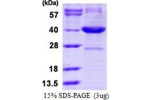 SDS-PAGE (SDS) image for Serine Racemase (SRR) (AA 1-340) protein (His tag) (ABIN667652)