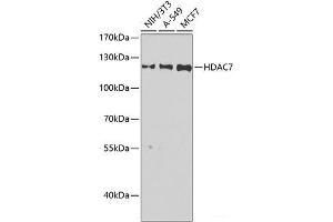 Western blot analysis of extracts of various cell lines using HDAC7 Polyclonal Antibody at dilution of 1:1000. (HDAC7 antibody)