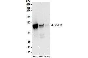 Western Blotting (WB) image for anti-Opioid Growth Factor Receptor (OGFR) (AA 627-677) antibody (ABIN7455050)