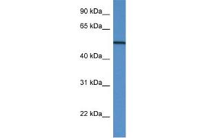 WB Suggested Anti-GC Antibody Titration: 1. (Gc (N-Term) antibody)