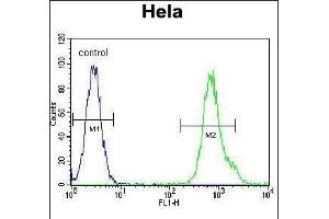 MYH9 Antibody (N-term ) (ABIN6243267 and ABIN6577348) flow cytometric analysis of Hela cells (right histogram) compared to a negative control cell (left histogram).