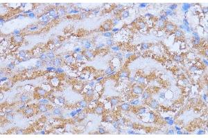 Immunohistochemistry of paraffin-embedded Mouse kidney using NME6 Polyclonal Antibody at dilution of 1:100 (40x lens). (NME6 antibody)