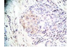 Human pancreas tissue was stained by Rabbit Anti-Orexin A (16-33) (H) Antibody (Orexin A antibody  (amidated))