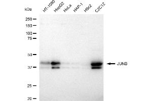 Western blotting analysis using JUNB antibody (ABIN7799142).