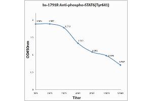 Antigen: 2 µg/100 µL Primary: Antiserum, 1:500, 1:1000, 1:2000, 1:4000, 1:8000, 1:16000, 1:32000; Secondary: HRP conjugated Rabbit Anti-Goat IgG at 1: 5000; TMB staining Read the data in Microplate Reader by 450nm. (STAT6 antibody  (pTyr641))