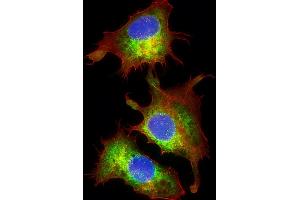 Immunofluorescent analysis of 4 % paraformaldehyde-fixed, 0. (PPID antibody  (AA 336-370))