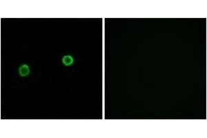 Immunofluorescence (IF) image for anti-Acyl-CoA Thioesterase 4 (ACOT4) (AA 361-410) antibody (ABIN2890094)