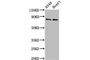 Western Blot Positive WB detected in: A549 whole cell lysate, Mouse heart tissue All lanes: DNM1L antibody at 0. (Dynamin 1-Like antibody  (AA 496-710))