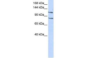 CEBPZ antibody used at 0. (CEBPZ antibody  (Middle Region))